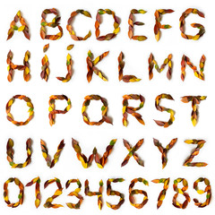 Letters and numbers maked of colorful autumn leaves. Characters made of fall foliage. Autumnal design font concept. Seasonal decorative beautiful type mades from multi-colored leaves. 
