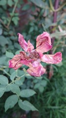Obraz premium flower in the garden