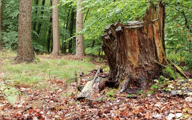 der Baumstumpf im Wald