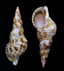 Clamshell of the Triton's trumpet or the Giant triton (Charonia tritonis) on a dark background