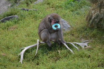 Snow monkey in the outdoors