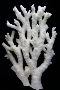 Branch Staghorn coral (Acropora cervicornis) is on a dark background 
