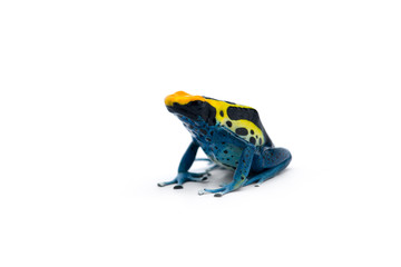 The blue poison dart frog isolated on white background