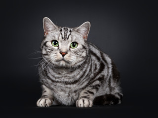 Fototapeta na wymiar Handsome silver tabby British Shorthair cat, laying down facing front. Looking at lens with mesmerizing green eyes. Isolated on black background.