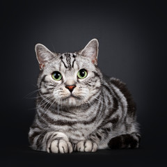 Handsome silver tabby British Shorthair cat, laying down facing front. Looking at lens with mesmerizing green eyes. Isolated on black background.