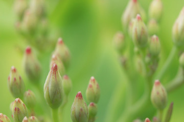 Knospen der Prächtigen Fetthenne (Hylotelephium spectabile, Sedum spectabile), Makro / Nahaufnahme