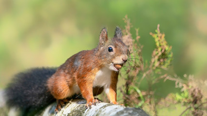Eurasian red squirrel (Sciurus vulgaris) eating a hazelnut on the waterfront in the forest of Noord Brabant in the Netherlands.