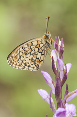 Brenthis hecate Twin Spot Fritillary beautiful butterfly perched on plant photographed early in the day sleeping