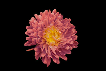 red chrysanthemum on a black isolated background