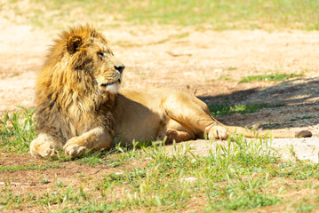 Portrait of Lion on lying on the ground