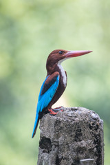 Sri Lanka - Martin Chasseur