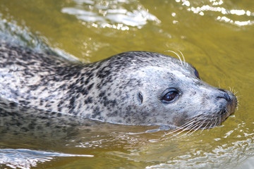 Fototapeta premium Seal (Seehund, Phoca vitulina)
