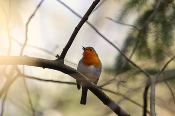 Rotkehlchen singt im Winter auf einem Ast sitzend Erithacus rubecula