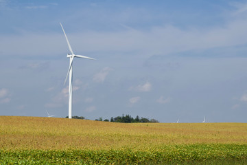 Fototapeta na wymiar Wind power electric turbines coexisting in an agricultural crop field in autumn on a sunny day