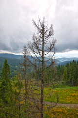 Dead tree in a living forest. Beautiful view of balance in nature
