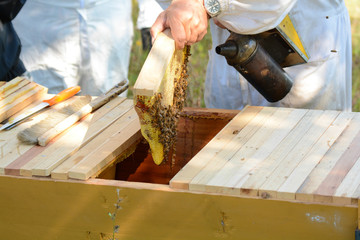 apicoltore impegnato a recuperare il favo con il miele dall'arnia - obrazy, fototapety, plakaty