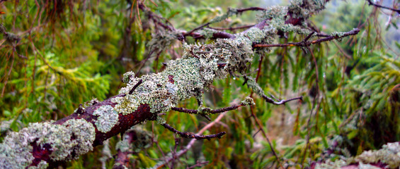Growing lichen on a branch of a conifer