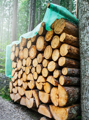 Holz
