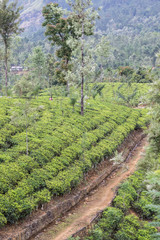 Obraz premium Paysage Sri Lanka - Montagne