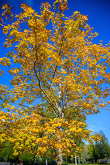 Isolated yellow leave tree isolated for green trees around in a field