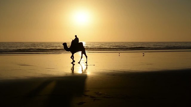 A berber riding a camel across golden sand bridge made by the setting sun in the surface of a wet sand beach in Agadir, Morocco.