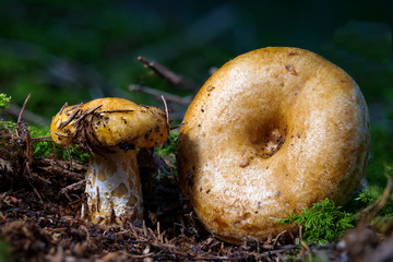 Der Pilz Grubiger Milching LACTARIUS SCROBICULATUS als Detailaufnahme mit hoher Schärfentiefe und grünem Bokeh