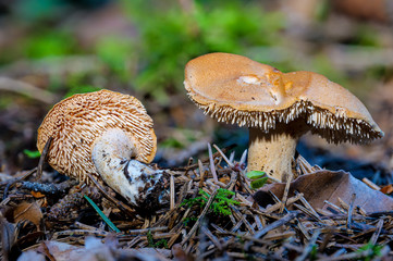 Semmelstoppelpilze  HYDNUM RUFESCENS als Detailaufnahme mit hoher Schärfentiefe auf Waldboden 