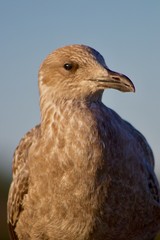 portrait of bird