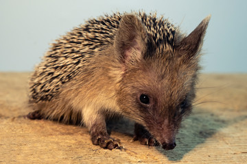 Funny little hedgehog close-up, dwarf breed.