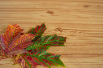 Naklejka na ściany i meble Colorful autumn maple leaf isolated on warm background