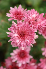 Fototapeta premium Pink chrysanthemum flowers. Close-up. Street shooting.