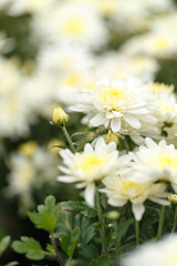 White pink chrysanthemums. Close-up. Street shooting.