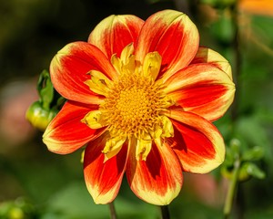 red flower in the garden