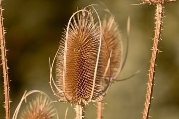 braune wilde Karden im Herbst in Nahaufnahme