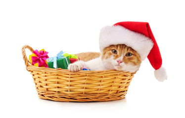Kitten in a Santa hat.