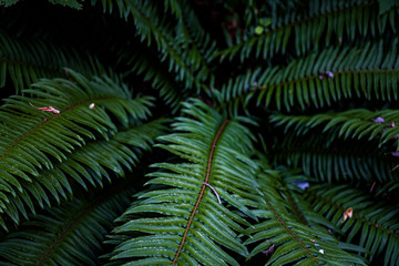 leaf of fern