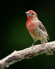House Finch