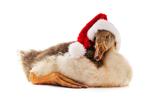 Goose in a Christmas hat.