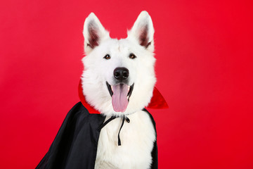 Swiss shepherd dog in dracula costume on red background