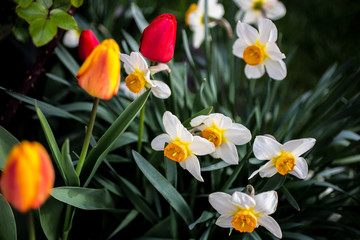 yellow tulips in the garden