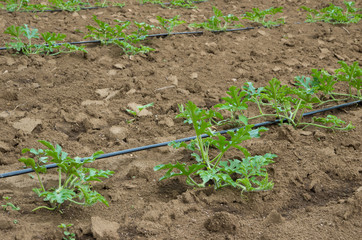 Young sprout of watermelon field with drip irrigation