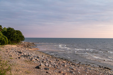 Beach with stones and trees at the Baltic sea with pink sunset sky in summer in Latvia