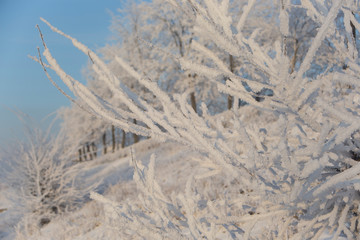 winter rural landscape with frozen trees in winter