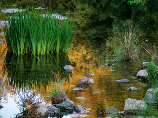Peaceful morning creek scene aquatic plants