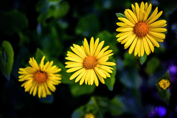 yellow flower