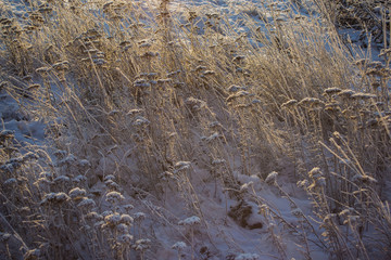 winter grass 