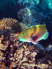 Naklejka na ściany i meble Parrotfish (Scarus ferrugineus) gnaws corals on a coastal reef in the Red Sea in Sharm El Sheikh