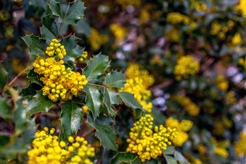 yellow flowers in garden