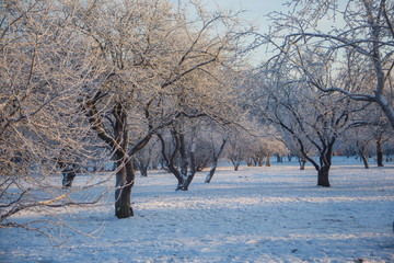 winter tree in the snow