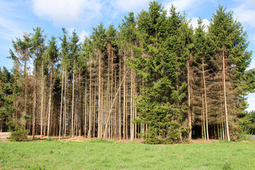 Fototapeta premium Fir forest with bark beetle and blue sky background